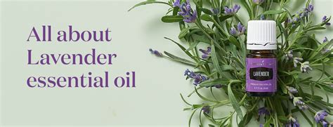 All About Lavender Essential Oil • Abundance in Simplicity