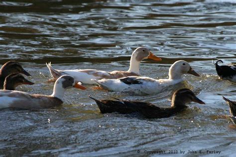 Duck-Goose Hybrids?