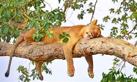 Tree climbing lions in queen Elizabeth national park