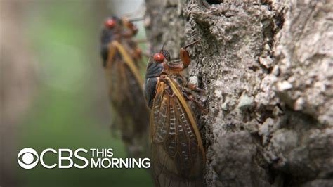 Cicada invasion takes over neighborhoods, as insects move into trees ...