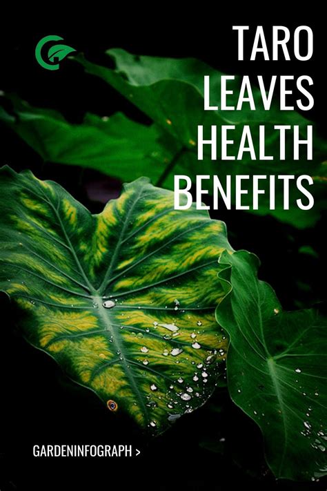 Taro leaves health benefits - Garden infograph