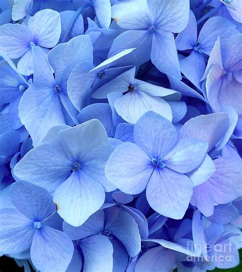 Purple Hydrangea Photograph by Melissa OGara - Pixels