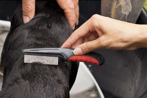 Flea Comb for Dogs: How to Use One | Great Pet Care