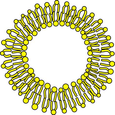 Cell Membrane Clip Art at Clker.com - vector clip art online, royalty free & public domain
