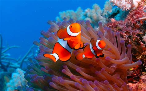 fish, Fishes, Underwater, Ocean, Sea, Sealife, Nature Wallpapers HD / Desktop and Mobile Backgrounds