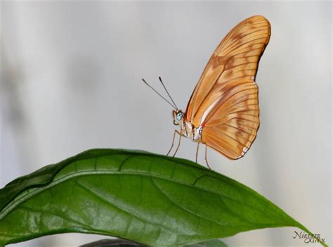 Butterfly Conservatory | Breathtaking views, Niagara falls, Vacation