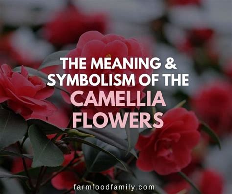 Camellia Flower Meaning & Symbolism: What The Camellia Represents?