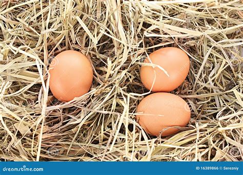 Bird Nest With Three Eggs Royalty Free Stock Image - Image: 16389866