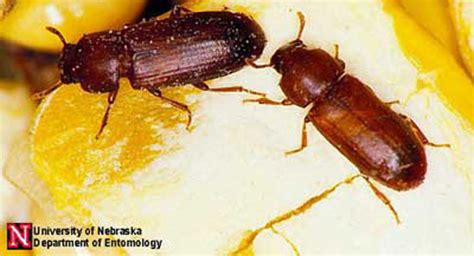 red and confused flour beetles - Tribolium Spp.