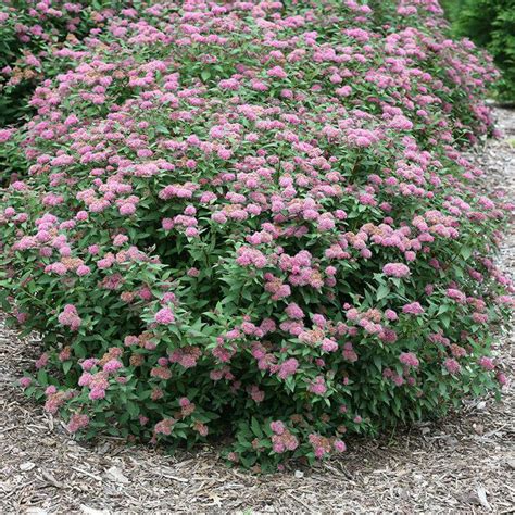 Spirea | Shrubs & Trees | Great Garden Plants