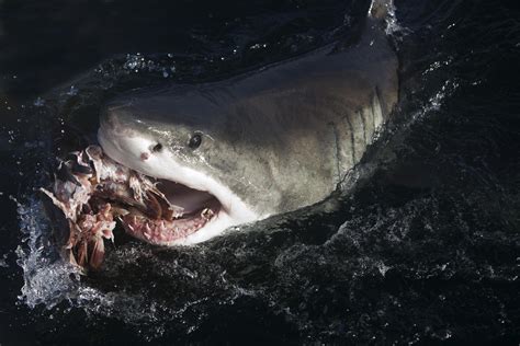 'Hangry' Great White Shark Filmed Feasting on Whale Carcass: 'Nom Nom ...