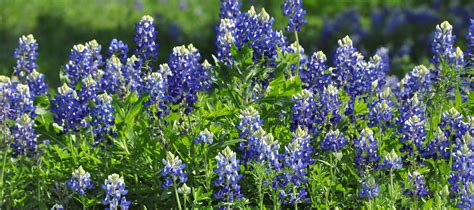 Texas Bluebonnets | Blue bonnets, Sun city texas, Lupine flowers