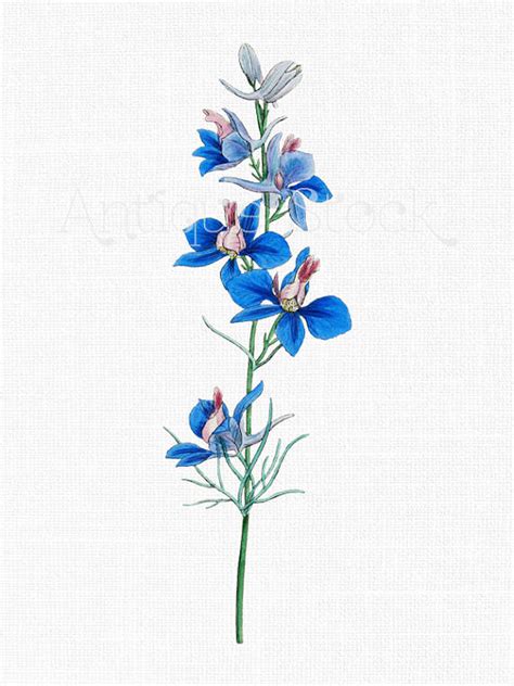 Larkspur Flower Drawing at PaintingValley.com | Explore collection of Larkspur Flower Drawing