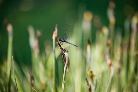 Native American Thoughts on the Dragonfly | To the Native Am… | Flickr