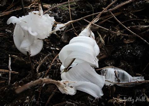 Frost Flowers - Betty Hall Photography