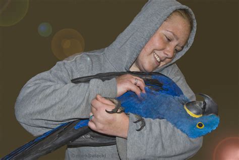 Hyacinth Macaw