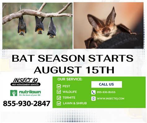 Bat Season starts August 15th. We can help!