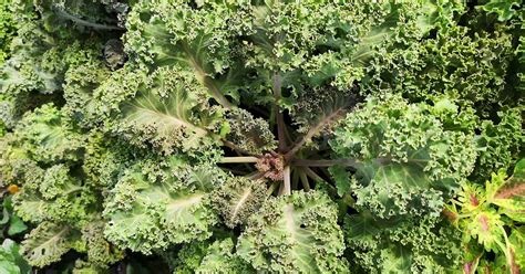 Tips for Kale Pest and Disease Prevention | Gardener’s Path