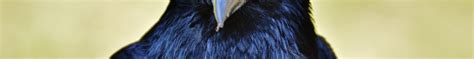 2000x250 Resolution raven, bird, beak 2000x250 Resolution Wallpaper ...