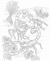 Desert Coloring Pages  Best Coloring For Kids sketch template