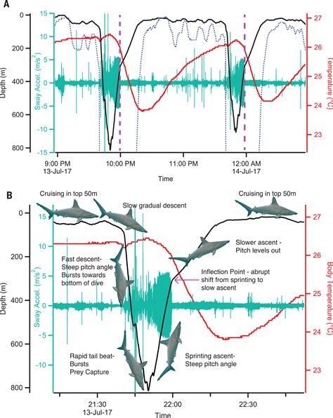 “Breath holding” as a thermoregulation strategy in the deep-diving ...