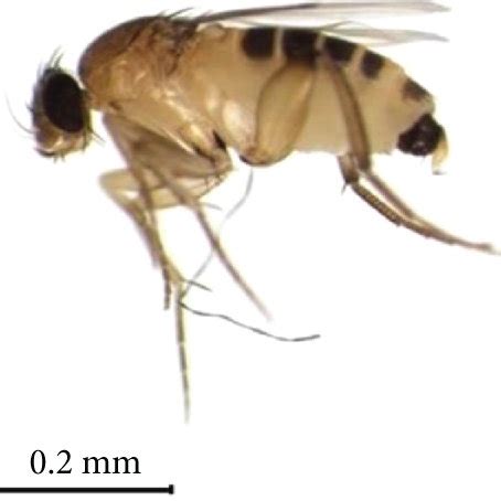 Lateral view of female Megaselia scalaris (a), male M. scalaris (b),... | Download Scientific ...