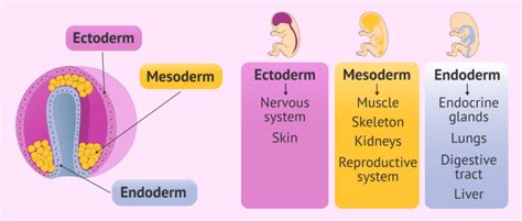 Gastrulation and development of organ systems