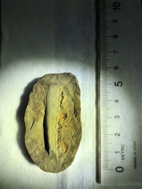 Ancient worm ? - Fossil ID - The Fossil Forum