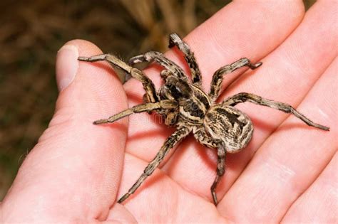 Tarantula Del Lycosa En La Mano Foto de archivo - Imagen de animales ...