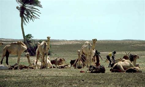 35 best images about Somali Nomads on Pinterest | Home, Somali and Flags