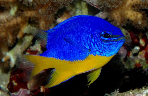 B & Y Marine Fish Shop: Chrysiptera Hemicyanea (Bicolor Damsel)