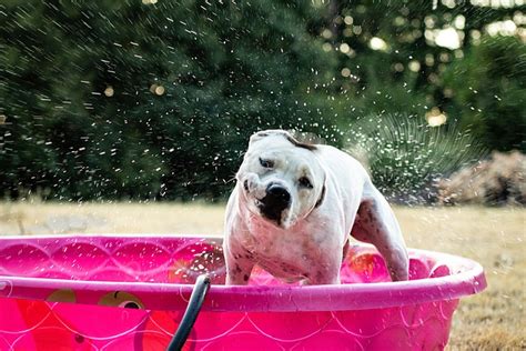 The 25 Best Dog Swimming Pools of 2020 - Pet Life Today