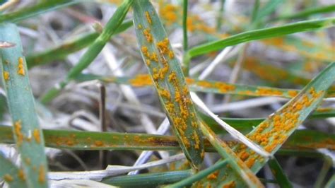 Lawn Rust - How To Identify, Treat And Prevent Rust On Grass