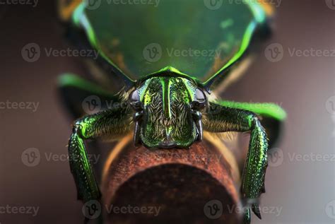 Green Beetle 706716 Stock Photo at Vecteezy