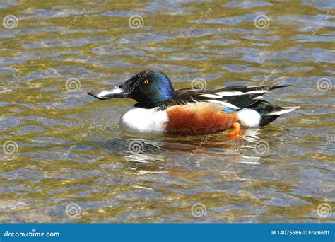 Northern Shoveler Duck Male Stock Photo - Image of pond, scoter: 14075586