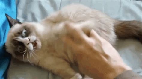 Grumpy Cat Tickle GIF - Grumpy Cat Tickle - Discover & Share GIFs