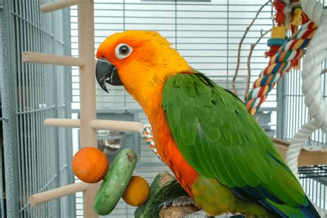 What is Parrot Fever (Psittacosis)? Know the Parrot Fever Symptoms ...