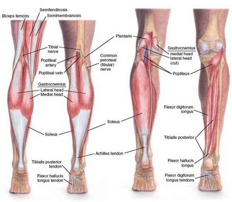 Muscles in the Posterior Compartment of the Leg Flashcards | Quizlet