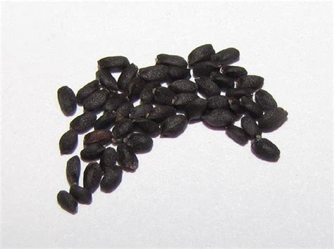 Ocimum Basilicum Seeds at Best Price in Guntur | Gouthami Agro Industries