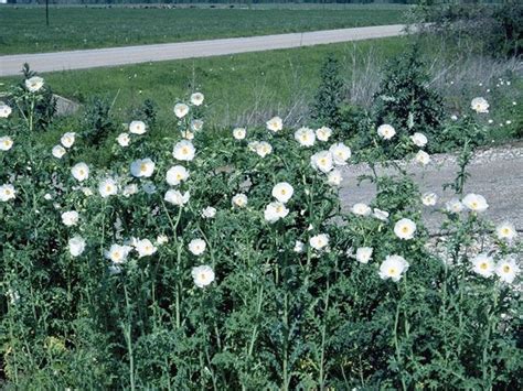 Argemone albiflora - Alchetron, The Free Social Encyclopedia