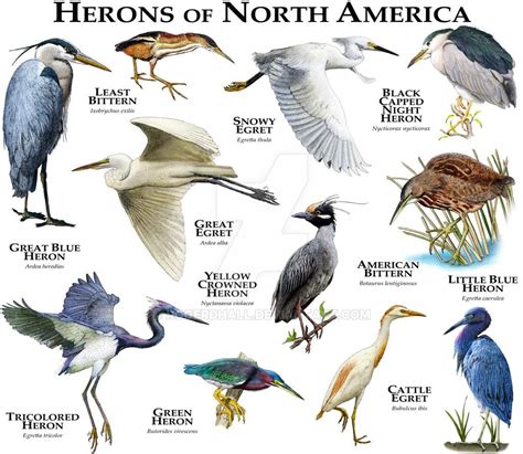 Overview of Herons Bitterns and Egrets | READ | birdingbnb