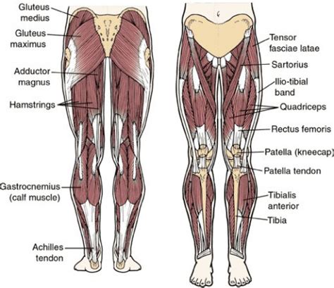 Basics of Leg Muscles