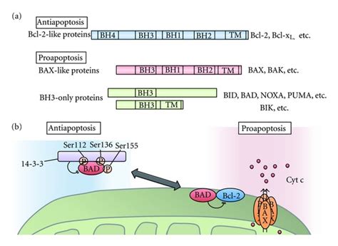 Bcl-2 family in apoptosis. (a) The domain structure of three classes of... | Download Scientific ...