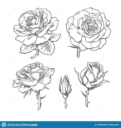 Rose Flowers Set. Stages Of Rose Blooming From Closed Bud To Fully Open Flower Stock Vector ...