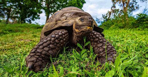 Galapagos Giant Tortoise - Galapagos islands animals