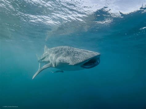 Whale Shark is World’s Largest Omnivore, New Study Shows | Sci.News