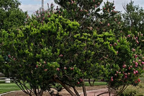 How To Bonsai A Desert Willow [And How To Care For It]