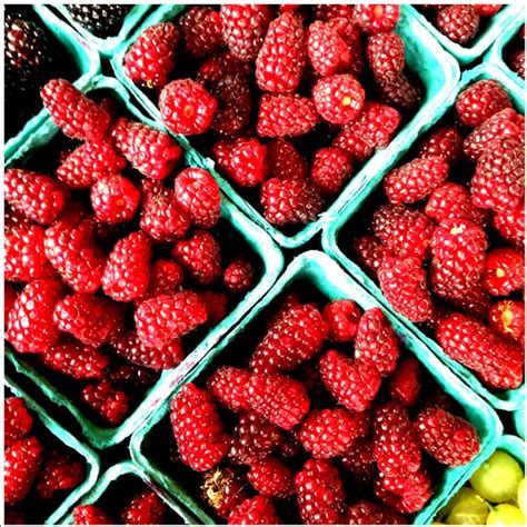 Tayberries Information, Recipes and Facts