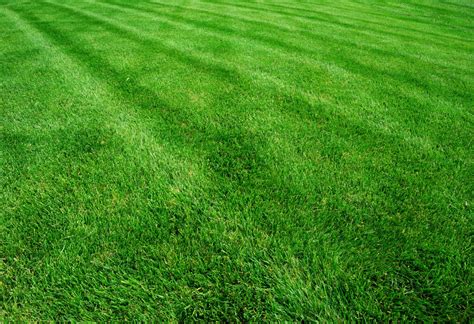 What Type of Sod Is Best for Indianapolis Lawns? - Genesis Sod Farm