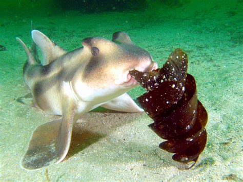 Port Jackson Shark – "OCEAN TREASURES" Memorial Library